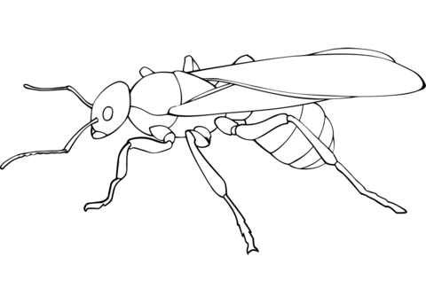 Queen Ant Coloring Page